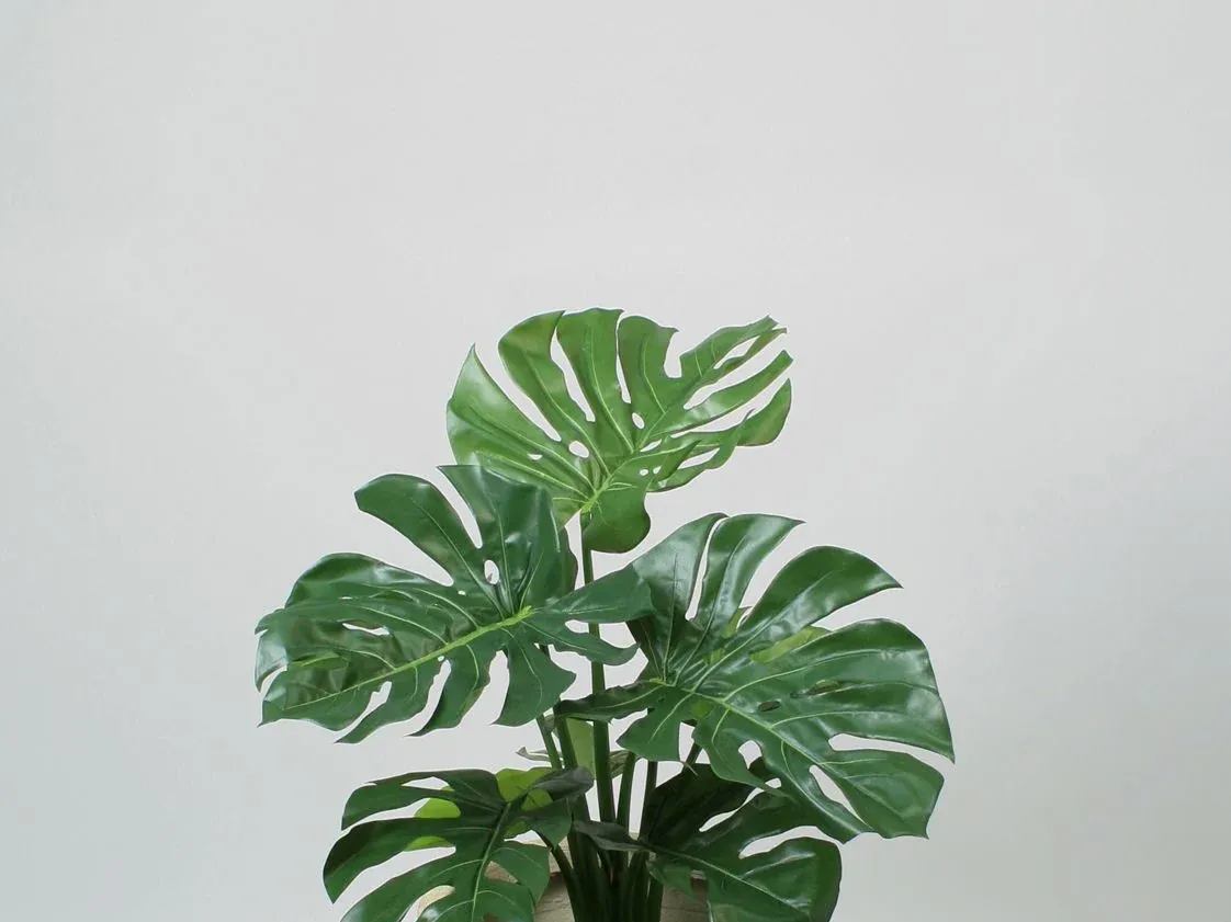 Konstväxt i form av en monstera med uppflikade blad