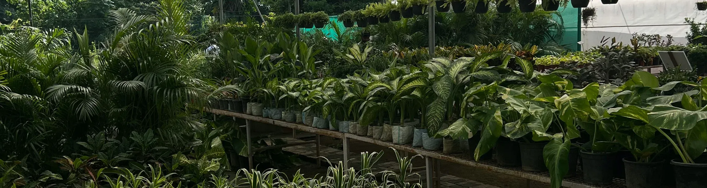 Rader av krukväxter uppställda på bord i en plantskola